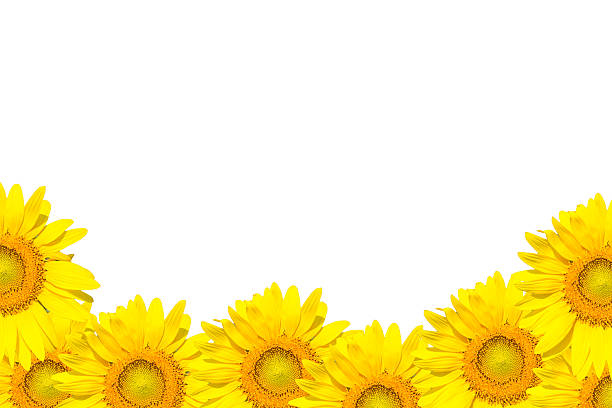 istock Sunflower Border Isolated on White 537551684
