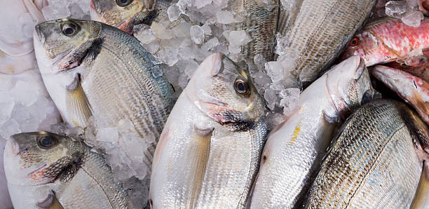 istock Sea Bream for sale 537551885