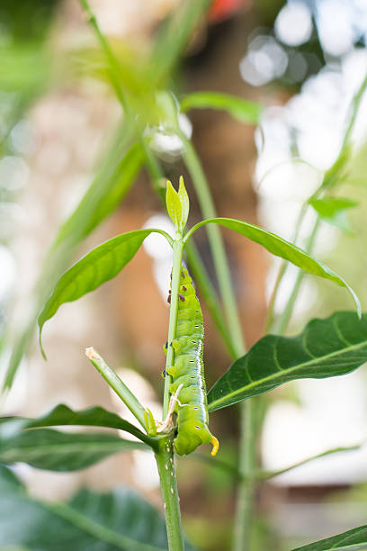 caterpillar verde comer - fittest fotografías e imágenes de stock