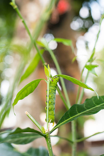 caterpillar verde comer - fittest fotografías e imágenes de stock