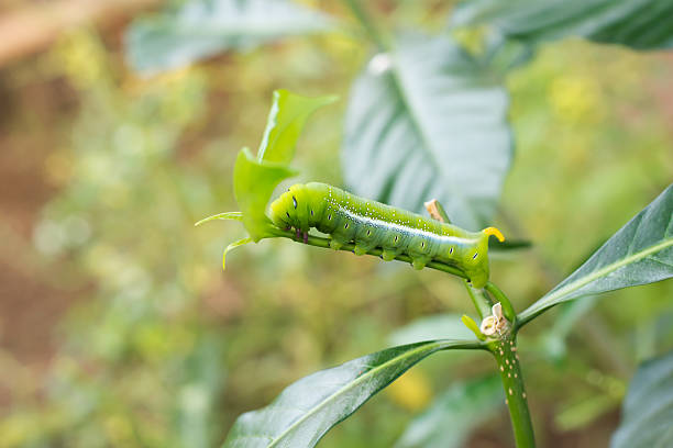 lagarta verde comer - fittest imagens e fotografias de stock