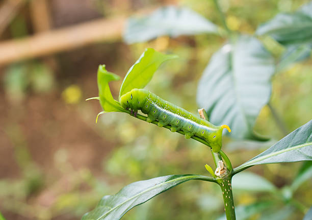 lagarta verde comer - fittest imagens e fotografias de stock