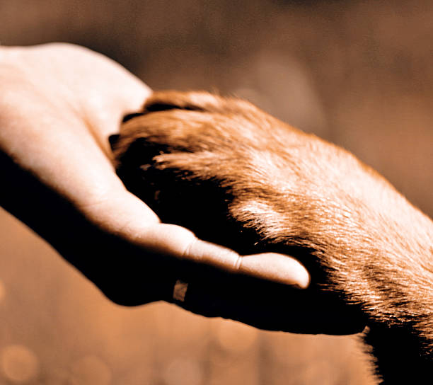 istock Dogs paw and mans hand 537552336