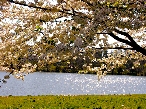 Cherry blossoms along the Schuylkill River in Philadelphia, Pennsylvania, USA