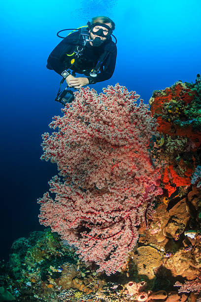 istock SCUBA diver on a tropical coral reef 537552357