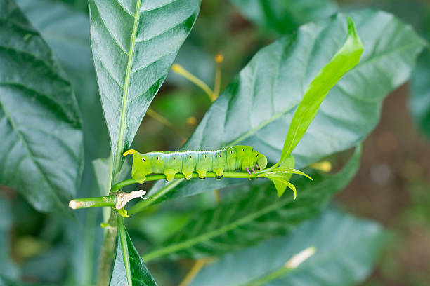 lagarta verde comer - fittest imagens e fotografias de stock