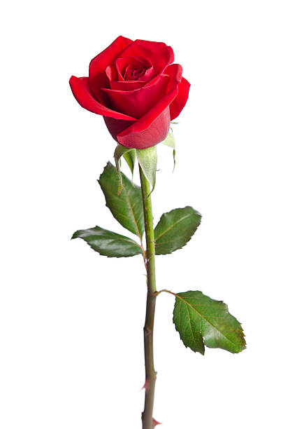 istock beautiful red rose isolated on white background 537552451