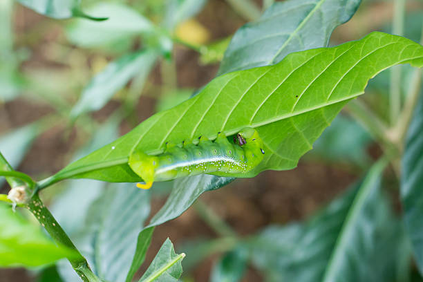 lagarta verde comer - fittest imagens e fotografias de stock