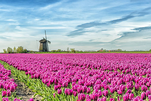 istock traditional Holland countryside 537552726