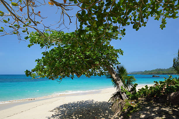 istock Playa rincon beach, Samana, Dominican republic 537552805