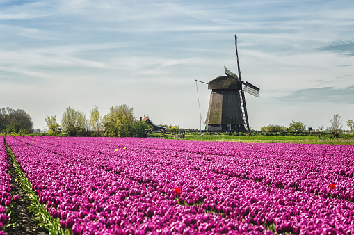 Dutch Spring Farming Typical Dutch Spring Landscape Stock Photo - Download Image Now ...
