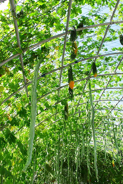 Vegetable kind of gourd and momordica in organic farm stock photo