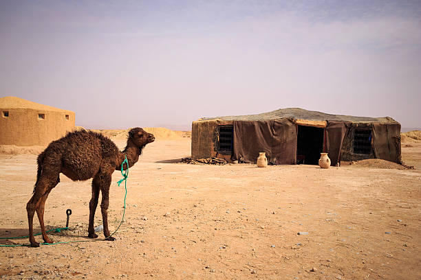 istock baby camel in the Sahara Desert 537553496