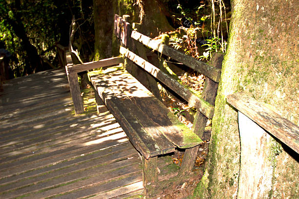 cadeira de madeira - footpath single lane road green tree - fotografias e filmes do acervo
