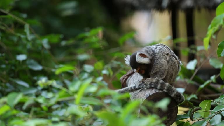 common marmoset.