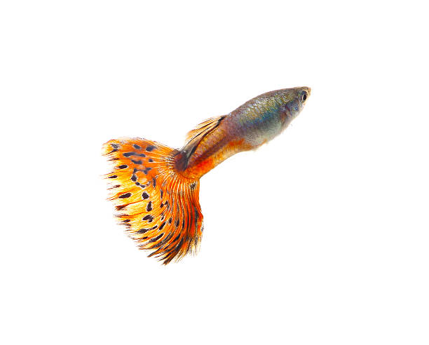 istock Guppy fish Isolated on white Background 537581561