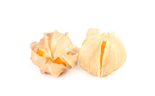 istock Physalis fruit, Cape berry fruit isolated on white background 537581565