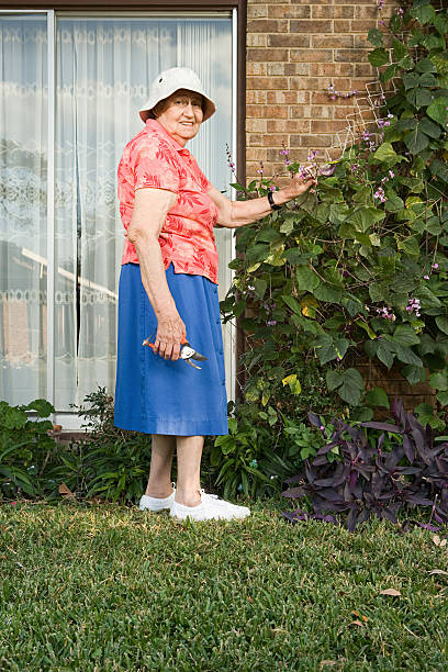 senior frau gartenarbeit - formal garden flower bed women grass stock-fotos und bilder