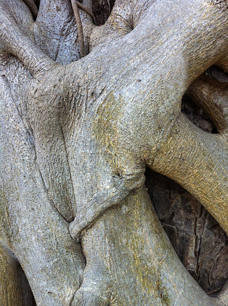 istock big roots of a tree and background 537582319