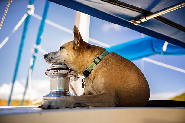 Dog on a Sailboat
