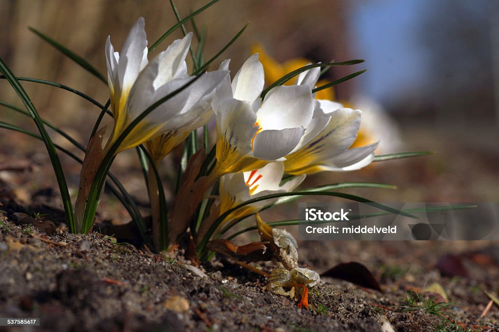 Crocus in the sun Crocus in the sun on a day in spring 2015 Stock Photo