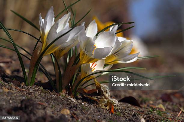 Crocus In The Sun Stock Photo - Download Image Now - 2015, Close-up, Crocus