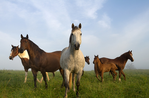 Natural image of horses grazing in an early morning pasture.