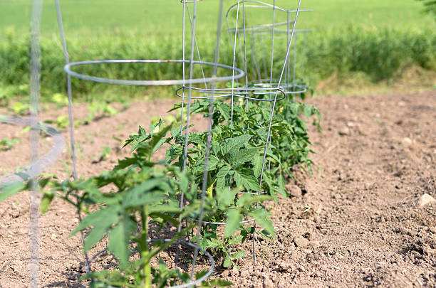 A row of tomato plants in wire cages in a backyard recreational vegatable garden.