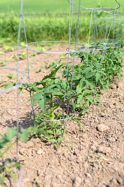 Tomato Cage in Vegetable Garden A row of tomato plants in wire cages in a backyard recreational vegatable garden. tomato cages stock pictures, royalty-free photos & images