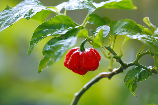 Fresh pepper on the tree : Trinidad moruga scorpion ,the world’s hottest pepper in 2012