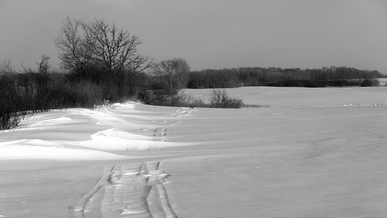 Winter landscape in black and white with snowdrifts, snowmobile tracks, bare trees and bushes.