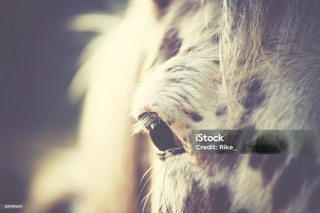 Horse eye Eye of an horse Horse Stock Photo