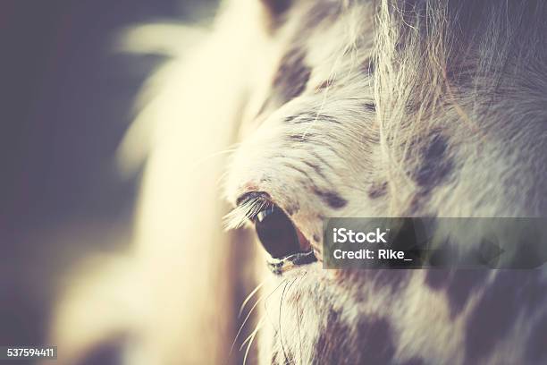 Horse Eye Stock Photo - Download Image Now - Horse, Spotted, 2015