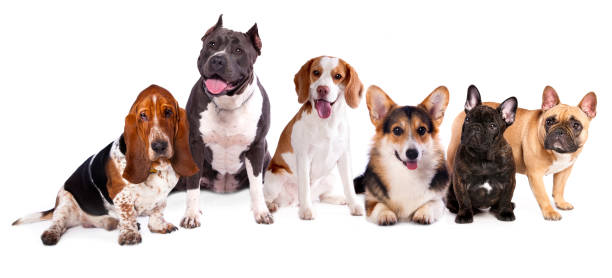 istock group of dogs 537595773