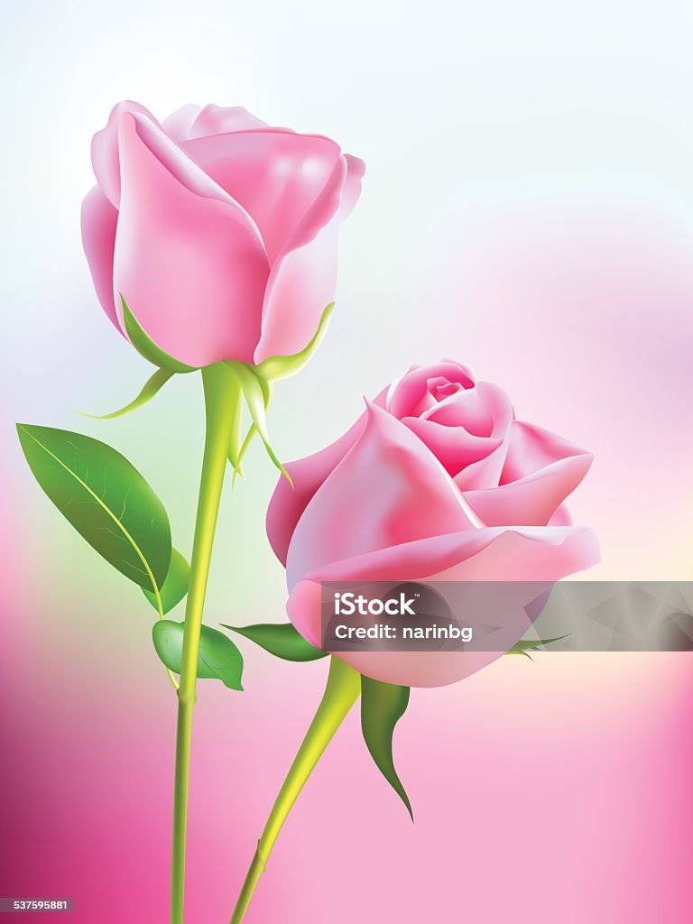 Gradient Colored Roses Gradient Pink Rose Stock Illustration - Download Image Now - Pink Color ...