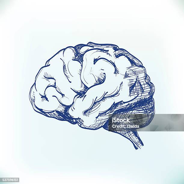 Human Brain Stock Illustration - Download Image Now - 2015, Abstract, Anatomy