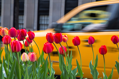 Red tulips against the backdrop of a yellow cab in Manhattan, New York City.