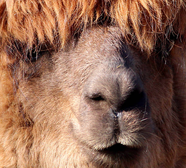 istock Image of brown alpaca head with long wool (vicugna pacos) 537598979