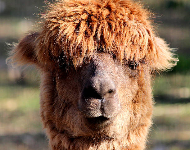 istock Image of brown alpaca head with long wool (vicugna pacos) 537598985