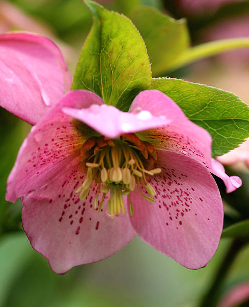 istock Close up image of hellebore flowers in the spring 537598997