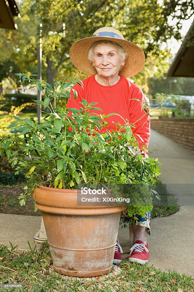 Senior woman gardening 2015 Stock Photo