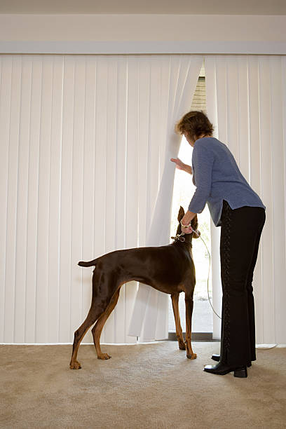 femme avec doberman donnant des stores - nosy door women senior adult photos et images de collection