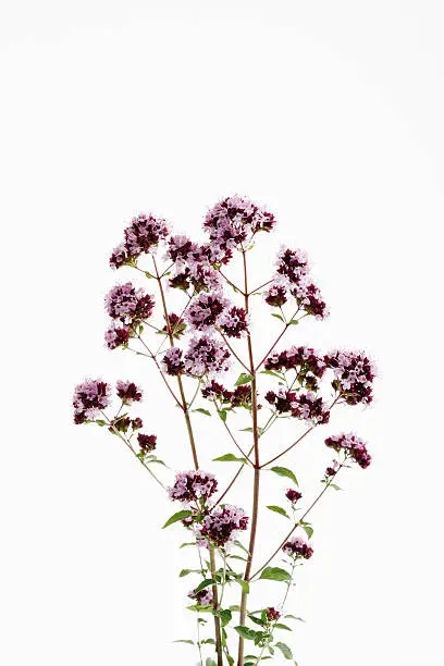 Wild Marjoram (Origanum vulgare)