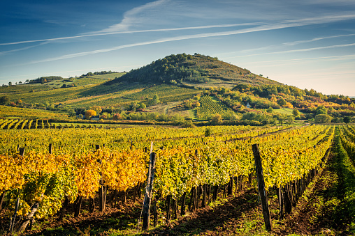 View of a grape field.