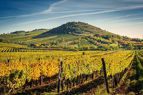 Vineyard View of a grape field. hungary stock pictures, royalty-free photos & images