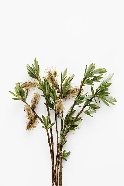 istock Twig of willow catkins 537599661