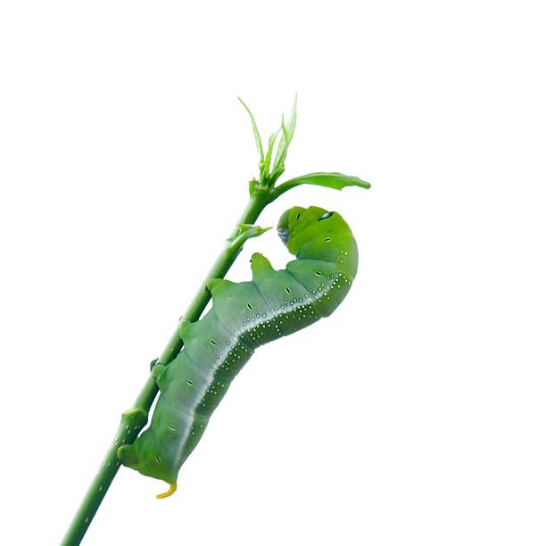 istock caterpillar green eating isolated on white 537599796