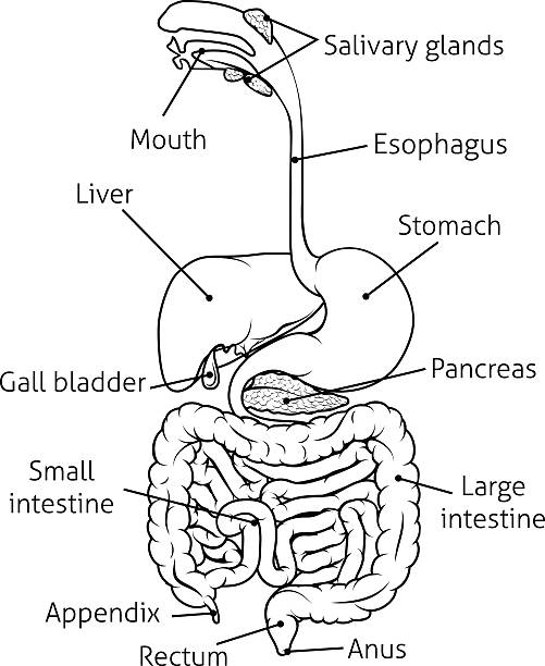 illustrazioni stock, clip art, cartoni animati e icone di tendenza di apparato digestivo, sistema illustrazione - alimentary