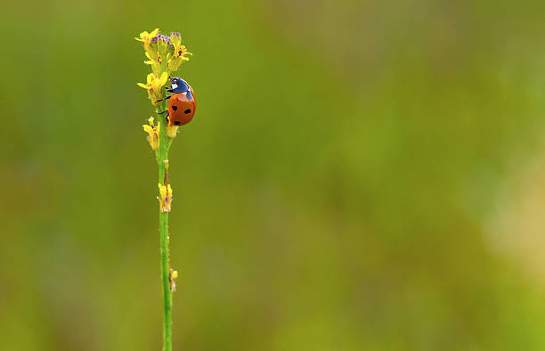 Ladybug stock photo