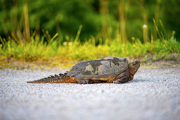 common Snapping Turtle stock photo